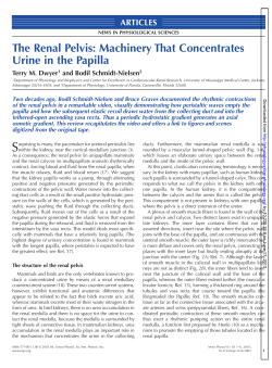 The Renal Pelvis: Machinery That Concentrates Urine