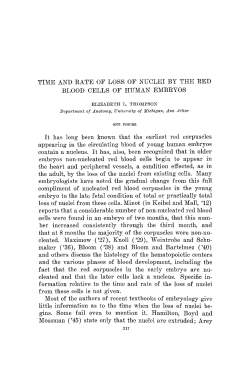 time and rate of loss of nuclei by the red blood cells of