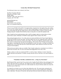 Grizzly Bear #66 Banff National Park