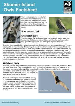 Skomer Island Owls Factsheet