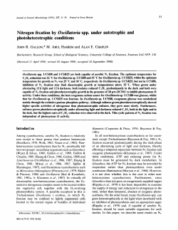 Nitrogen fixation by OsciZZatoria spp. under