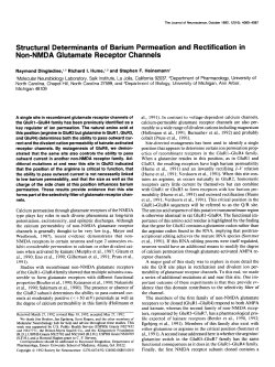 Structural Determinants of Barium Permeation and Rectification in