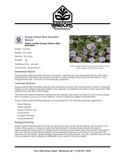 Scopia Gulliver Blue Sensation Bacopa