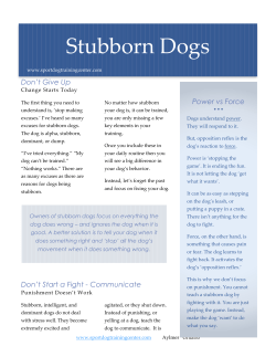 Stubborn Dogs - Sport Dog Training Center