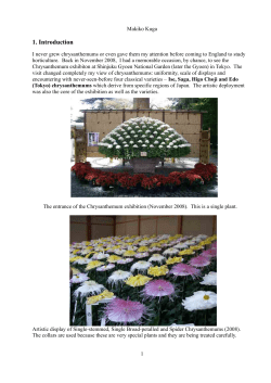 A study of cultural practices of chrysanthemums at the
