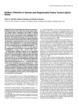 Sodium Channels in Normal and Regenerated Feline Ventral Spinal