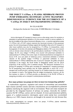 THE INSECT V-ATPase, A PLASMA MEMBRANE PROTON PUMP