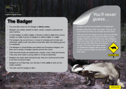 The Badger You`ll never guess&hellip; - National Museums Northern Ireland