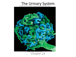 The Urinary System - Palm Beach State College