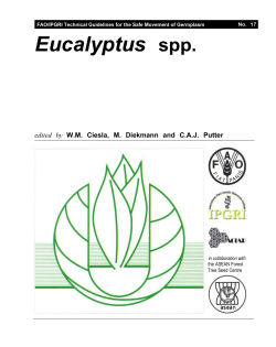 Eucalyptus spp. - Bioversity International