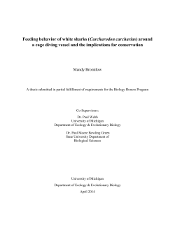 Feeding behavior of white sharks - Deep Blue