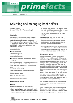 Selecting and managing beef heifers