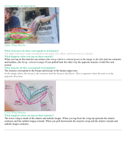 Chicken Wing Lab Information Upper Wing Muscles What structures