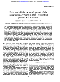 intrapulmonary veins in man--branching