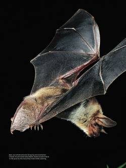 Bats use echolocation for foraging and orientation. Greater mouse