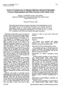 Action of Calcium Ions on Spinach (Spinacia oleracea) Chloroplast