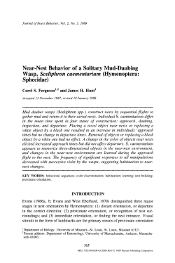 Nearnest behavior of a solitary muddaubing wasp, <Emphasis Type