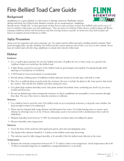 Fire-Bellied Toad Care Guide