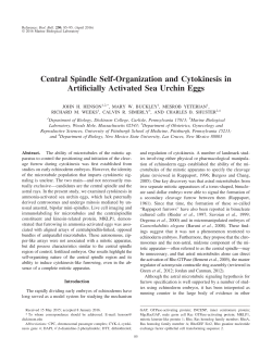 Central Spindle Self-Organization and Cytokinesis in Artificially