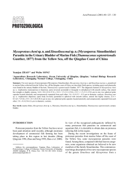Myxoproteus cheni sp. n. and Sinuolinea mai sp. n. (Myxosporea