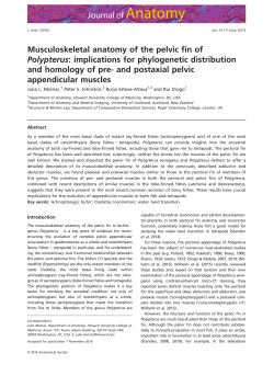 Musculoskeletal anatomy of the pelvic fin of Polypterus: implications