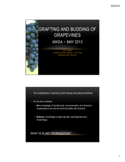 grafting and budding of grapevines