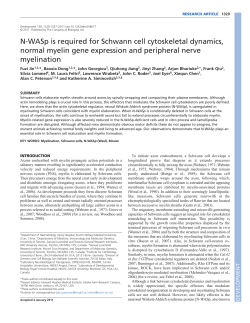 N-WASp is required for Schwann cell cytoskeletal dynamics, normal