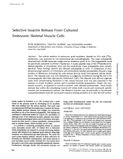 Selective Isoactin Release From Cultured Embryonic Skeletal