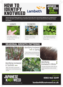 how to identify knotweed - Lambeth School Services