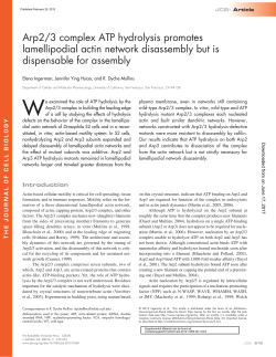 Arp2/3 complex ATP hydrolysis promotes lamellipodial actin network
