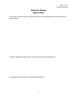 Molecular Biology Report Sheet