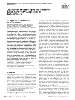 Organization of sister origins and replisomes during multifork DNA