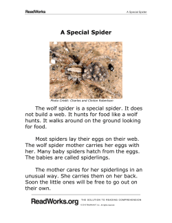 A Special Spider