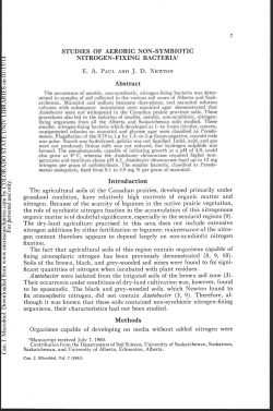 studies of aerobic non-symbiotic nitrogen
