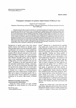 Transgenic strategies for genetic improvement of Basm~ i rice