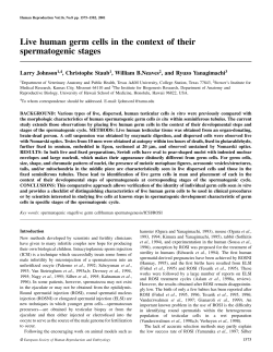 Live human germ cells in the context of their spermatogenic stages