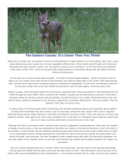 The Eastern Coyote: It`s Closer Than You Think!