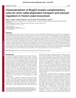 Characterization of Mug33 reveals complementary roles for actin
