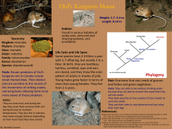 Ord`s Kangaroo Mouse