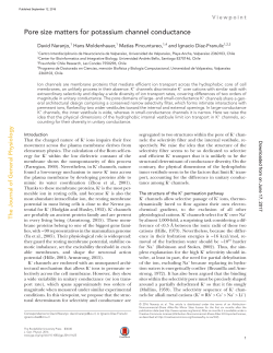 Pore size matters for potassium channel conductance