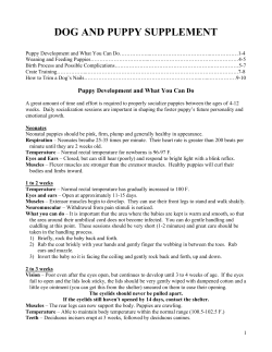 Dog and Puppy Supplement