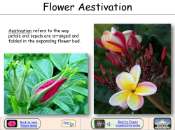 Flower Aestivation