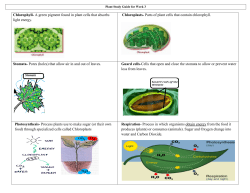 Chlorophyll- A green pigment found in plant cells that absorbs light