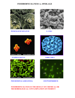 FOODBORNE ILLNESS vs. SPOILAGE