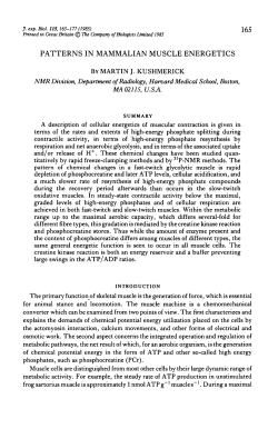 patterns in mammalian muscle energetics