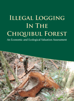 Illegal Logging In The Chiquibul Forest