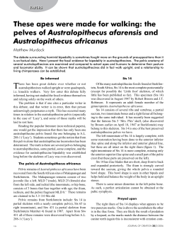 These apes were made for walking: the pelves of Australopithecus
