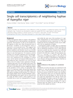 Single cell transcriptomics of neighboring hyphae