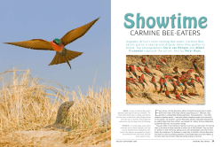 CArminE BEE