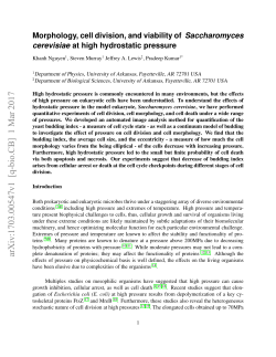 Morphology, cell division, and viability of Saccharomyces cerevisiae